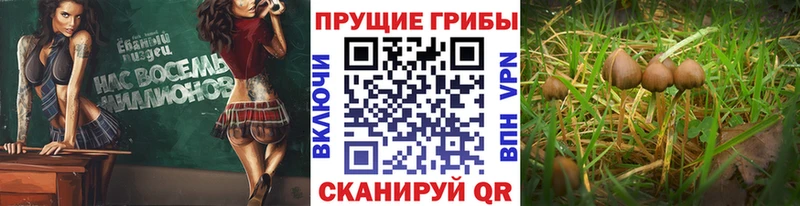 Галлюциногенные грибы мухоморы Тарко-Сале